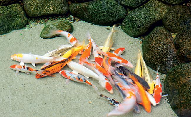 Alevinos e Juvenis de Carpa Colorida Alevinos e Juvenis de Carpa Colorida